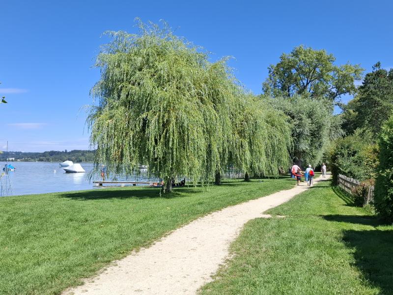 Lüscherz