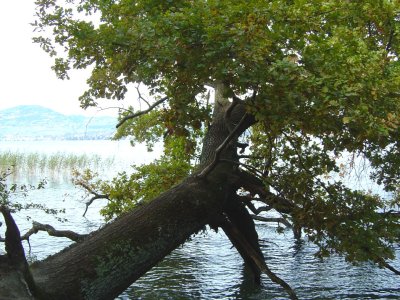 Un arbre tombé dans le lac
