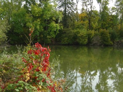 Un plan d'eau, entre Noville et le Port du Vieux-Rhône