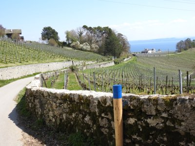 Parcours bleu, Auvernier