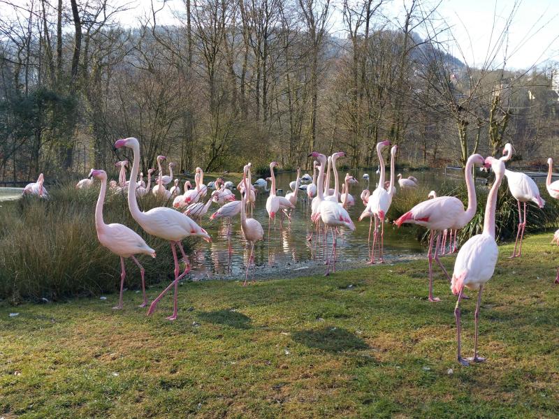 Zoo de Berne