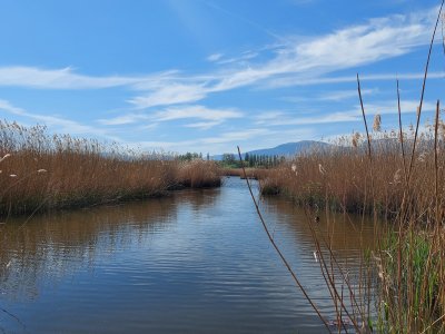 <p>La Grande Cariçaie</p>