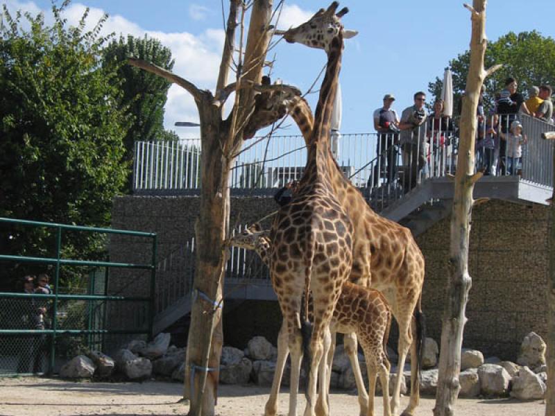 Zoo de Rapperswil (SG)