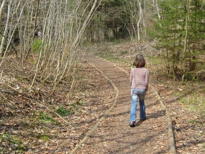 Agréable sentier dans la forêt