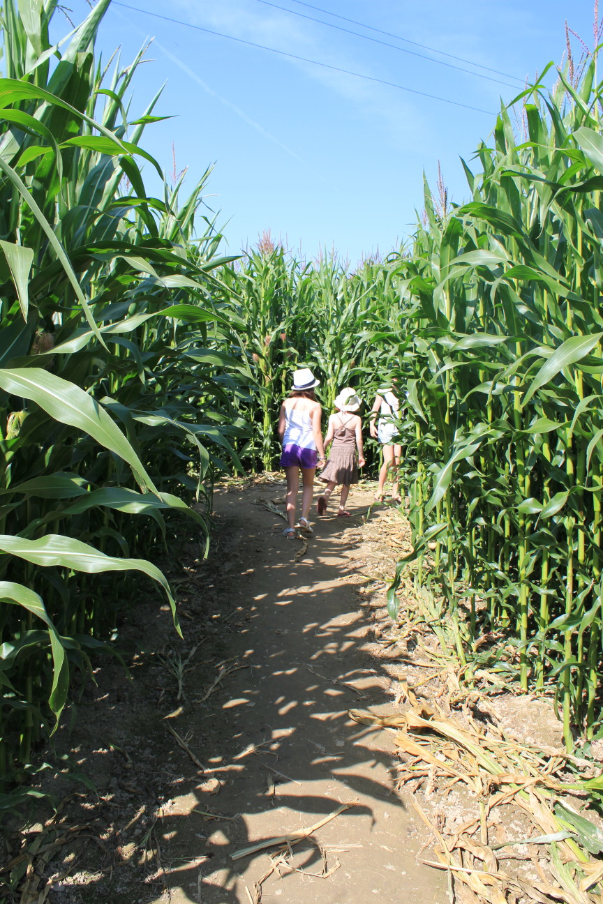 Labyrinthe de Maïs