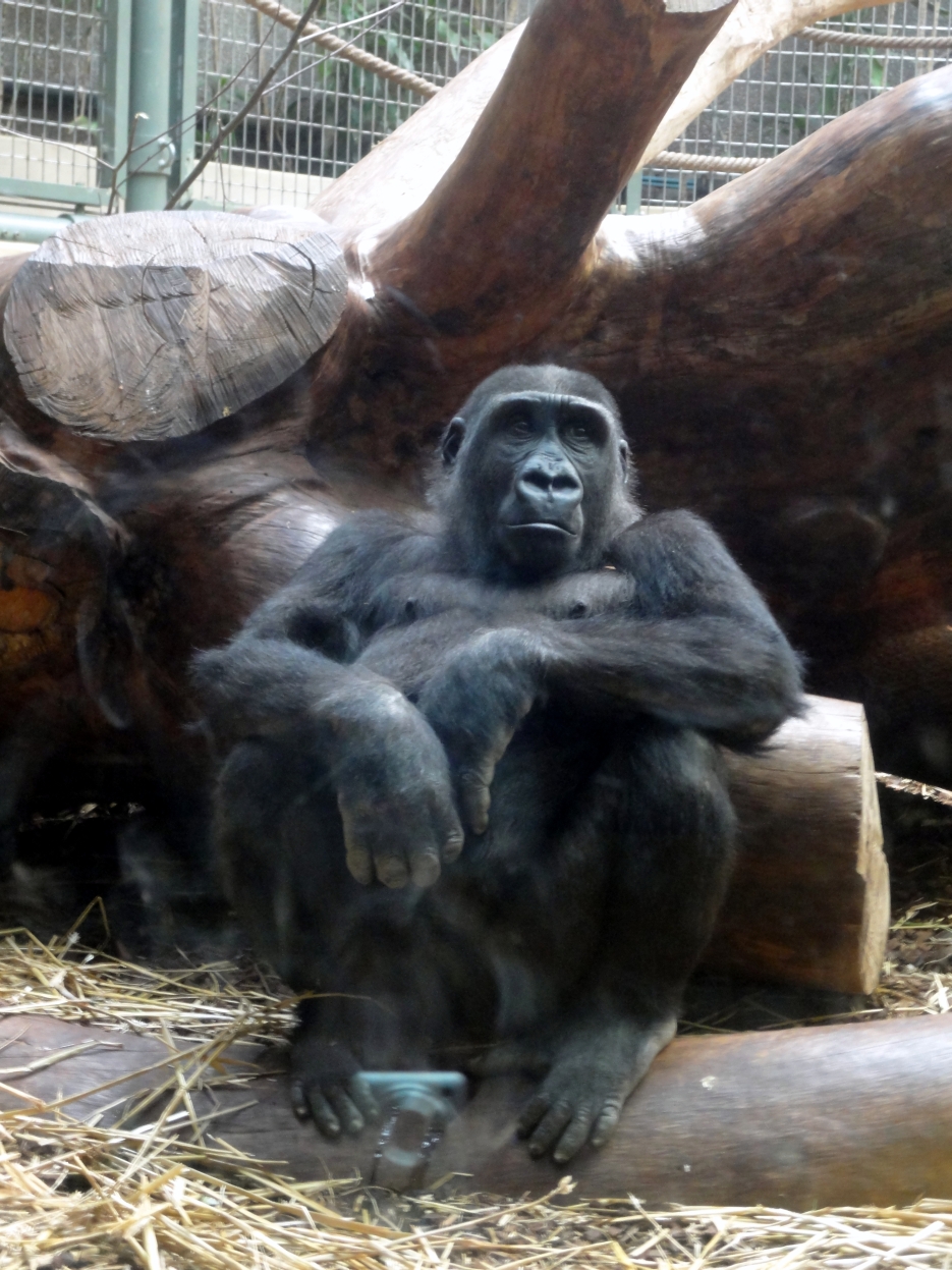 Zoo de Zurich