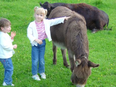 Un âne dans un troupeau de vaches