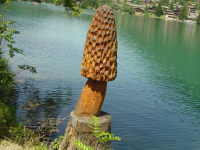 Le chemin des champignons passe au bord du lac de Champex