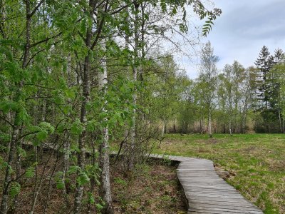 la tourbière des Mosses