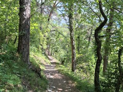 Le sentier dans la forêt