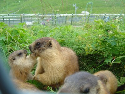 Une famille de marmottes