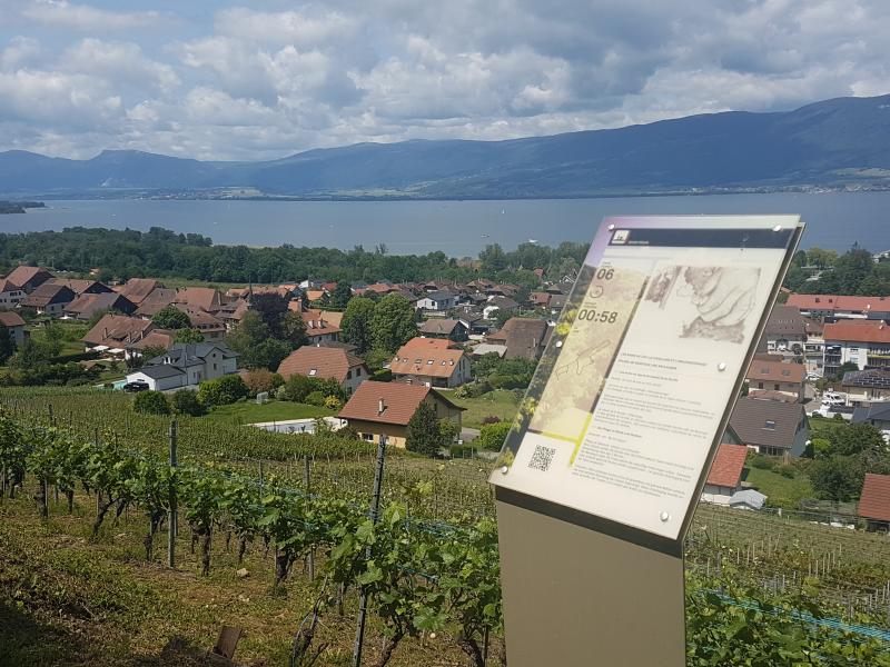 Sentier viticole de Cheyres