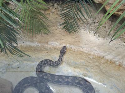 Dans le vivarium