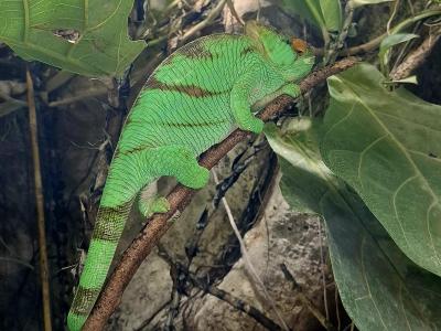 Dans le vivarium