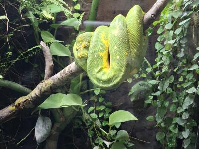 Dans le vivarium