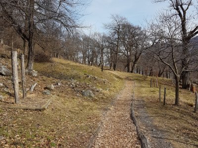 Sentier dans la châtaigneraie