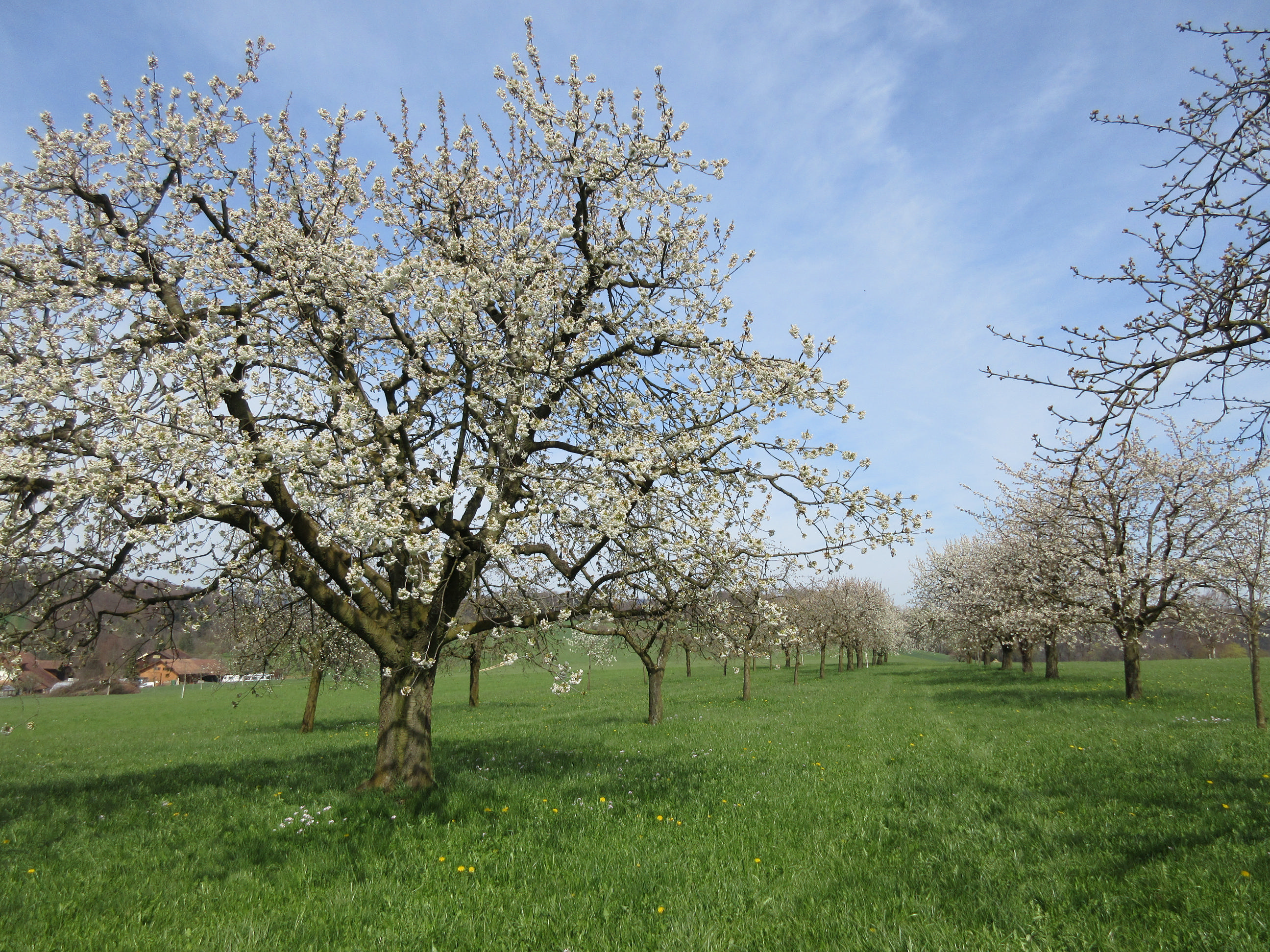 Sommerau - Oltingen