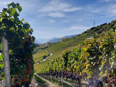 Tout le début du chemin se fait à travers les vignes