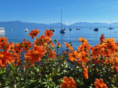 Dahlias sur le quai de Morges