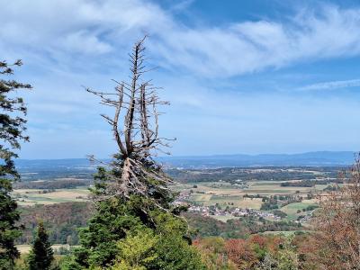 En sortant de la forêt, coin favorable pour le pique-nique